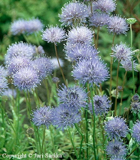 Jasione laevis 'Blaulicht', etelänmunkki